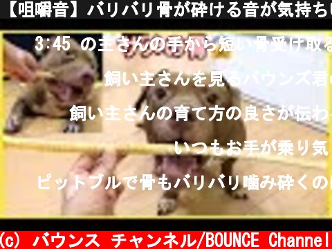 【咀嚼音】バリバリ骨が砕ける音が気持ちいい🦴ピットブルにサメの骨をあげてみた🦈  (c) バウンス チャンネル/BOUNCE Channel