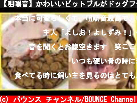 【咀嚼音】かわいいピットブルがドッグフードをボリボリ食べる！ASMR、音フェチ動画！  (c) バウンス チャンネル/BOUNCE Channel