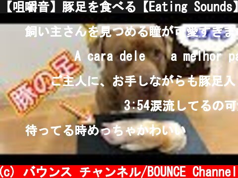 【咀嚼音】豚足を食べる【Eating Sounds】  (c) バウンス チャンネル/BOUNCE Channel