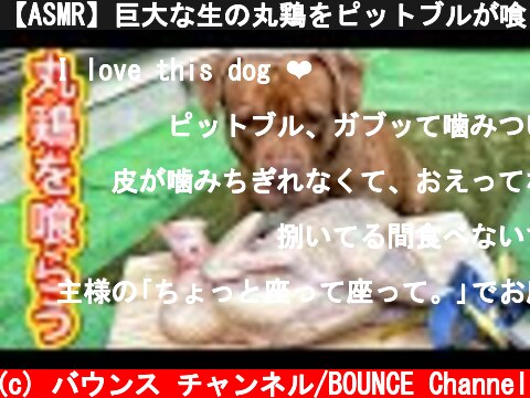【ASMR】巨大な生の丸鶏をピットブルが喰らう！  (c) バウンス チャンネル/BOUNCE Channel