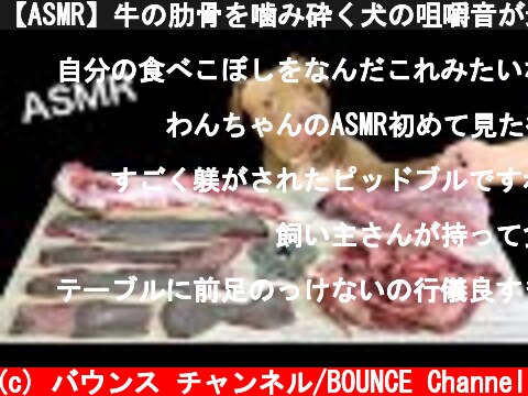 【ASMR】牛の肋骨を噛み砕く犬の咀嚼音が最高に心地いい  (c) バウンス チャンネル/BOUNCE Channel