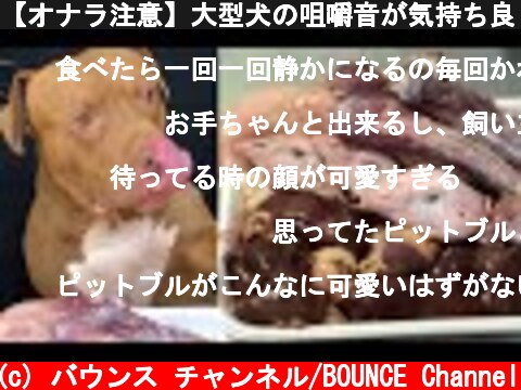 【オナラ注意】大型犬の咀嚼音が気持ち良くて眠くなる！ピットブルの食事風景！  (c) バウンス チャンネル/BOUNCE Channel