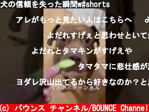 犬の信頼を失った瞬間w#shorts  (c) バウンス チャンネル/BOUNCE Channel