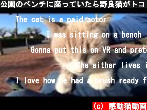 公園のベンチに座っていたら野良猫がトコトコモフられにやってきた  (c) 感動猫動画