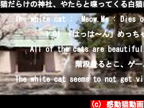 猫だらけの神社、やたらと喋ってくる白猫に出会う  (c) 感動猫動画