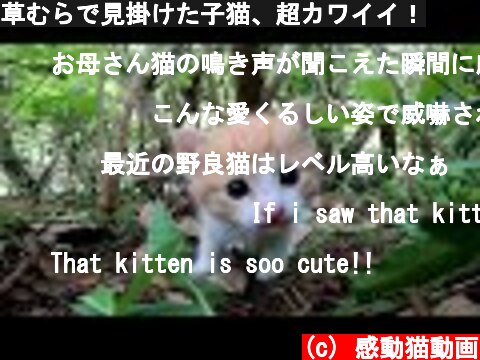 草むらで見掛けた子猫、超カワイイ！  (c) 感動猫動画