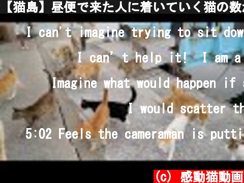 【猫島】昼便で来た人に着いていく猫の数が凄過ぎる!  (c) 感動猫動画