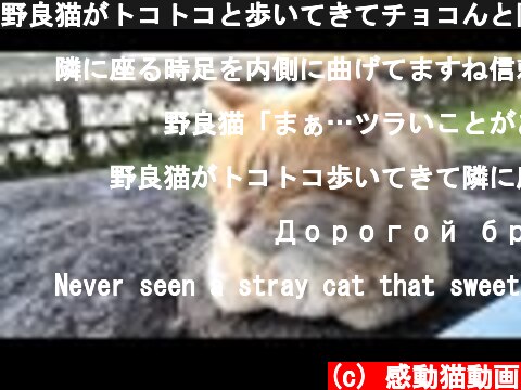野良猫がトコトコと歩いてきてチョコんと隣に座ってきた  (c) 感動猫動画
