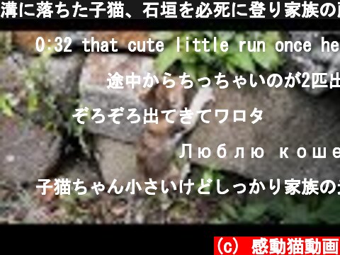 溝に落ちた子猫、石垣を必死に登り家族の所ヘ帰りつく  (c) 感動猫動画