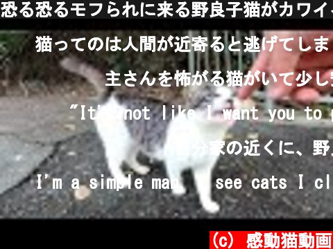 恐る恐るモフられに来る野良子猫がカワイイ  (c) 感動猫動画