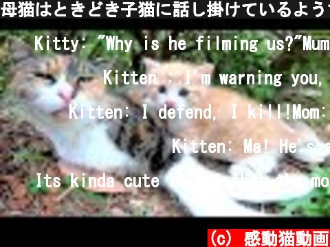 母猫はときどき子猫に話し掛けているようです  (c) 感動猫動画