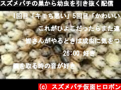 スズメバチの巣から幼虫を引き抜く配信  (c) スズメバチ仮面ヒロポン