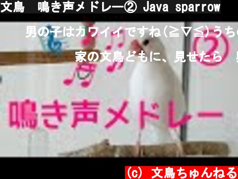文鳥　鳴き声メドレー② Java sparrow  (c) 文鳥ちゅんねる