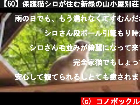 【60】保護猫シロが住む新緑の山小屋別荘《環境音》  (c) コノポックル
