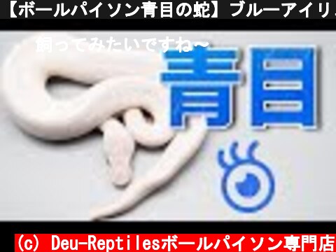 【ボールパイソン青目の蛇】ブルーアイリューシスティックについて  (c) Deu-Reptilesボールパイソン専門店