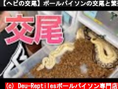 【ヘビの交尾】ボールパイソンの交尾と繁殖について解説  (c) Deu-Reptilesボールパイソン専門店