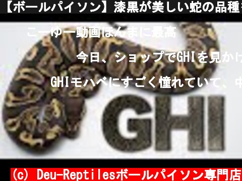 【ボールパイソン】漆黒が美しい蛇の品種をご紹介（モルフ・GHI）  (c) Deu-Reptilesボールパイソン専門店