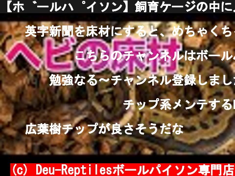 【ボールパイソン】飼育ケージの中に入れる床材の選び方  (c) Deu-Reptilesボールパイソン専門店