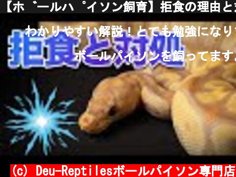 【ボールパイソン飼育】拒食の理由と対処について  (c) Deu-Reptilesボールパイソン専門店
