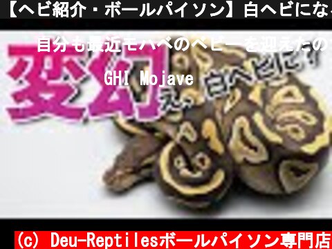 【ヘビ紹介・ボールパイソン】白ヘビになる？モハベという品種について紹介  (c) Deu-Reptilesボールパイソン専門店