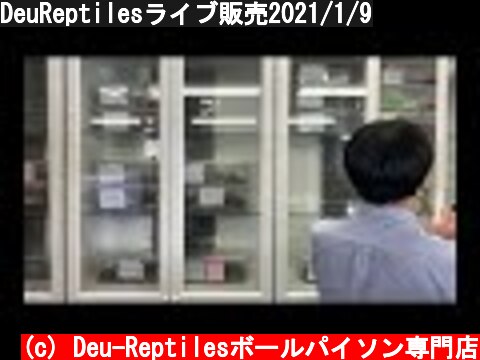 DeuReptilesライブ販売2021/1/9  (c) Deu-Reptilesボールパイソン専門店