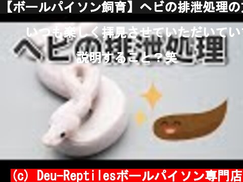 【ボールパイソン飼育】ヘビの排泄処理の方法  (c) Deu-Reptilesボールパイソン専門店