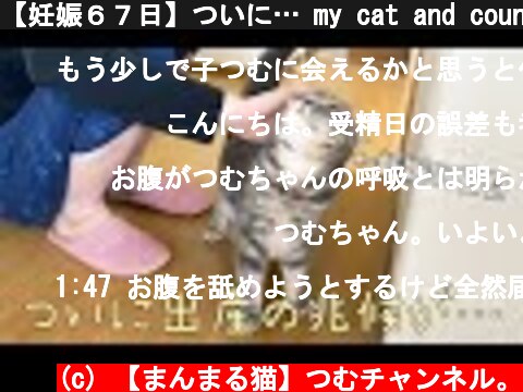 【妊娠６７日】ついに… my cat and countdown for her childbirth of 4 babies  (c) 【まんまる猫】つむチャンネル。