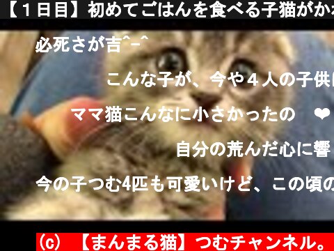 【１日目】初めてごはんを食べる子猫がかわいい　赤ちゃんスコティッシュフォールドのつむkitten eats food First time  (c) 【まんまる猫】つむチャンネル。