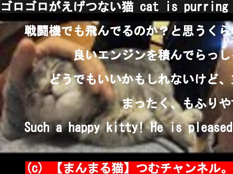 ゴロゴロがえげつない猫 cat is purring in a big voice  (c) 【まんまる猫】つむチャンネル。