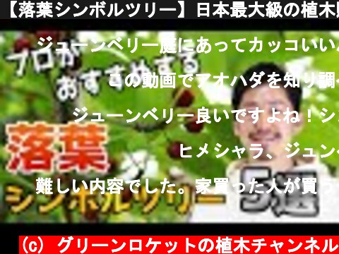 【落葉シンボルツリー】日本最大級の植木販売サイトのプロがおすすめするシンボルツリーにおすすめの落葉樹　5選  (c) グリーンロケットの植木チャンネル