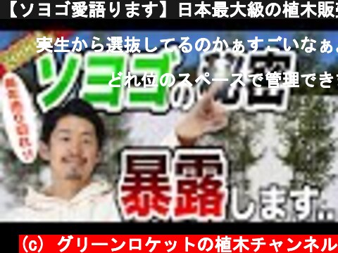 【ソヨゴ愛語ります】日本最大級の植木販売サイトグリーンロケットで２０００本以上販売したソヨゴの秘密  (c) グリーンロケットの植木チャンネル
