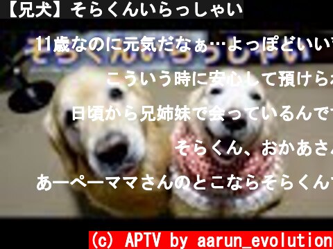 【兄犬】そらくんいらっしゃい  (c) APTV by aarun_evolution