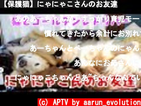 【保護猫】にゃにゃこさんのお友達  (c) APTV by aarun_evolution
