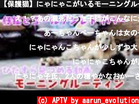 【保護猫】にゃにゃこがいるモーニングルーティンをひたすら見る動画  (c) APTV by aarun_evolution