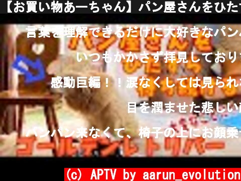 【お買い物あーちゃん】パン屋さんをひたすら待ち続けるゴールデンレトリバー  (c) APTV by aarun_evolution