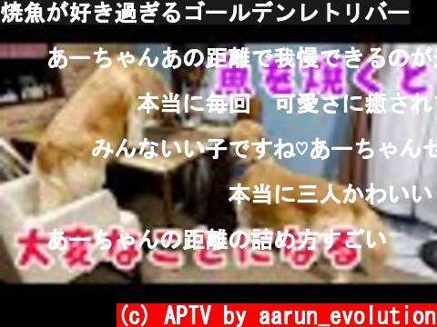 焼魚が好き過ぎるゴールデンレトリバー  (c) APTV by aarun_evolution