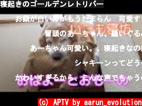 寝起きのゴールデンレトリバー  (c) APTV by aarun_evolution