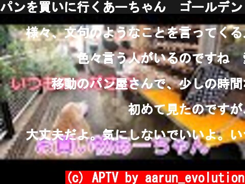 パンを買いに行くあーちゃん　ゴールデンレトリバー  (c) APTV by aarun_evolution