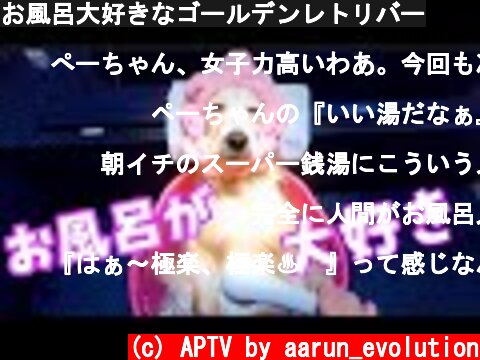 お風呂大好きなゴールデンレトリバー  (c) APTV by aarun_evolution