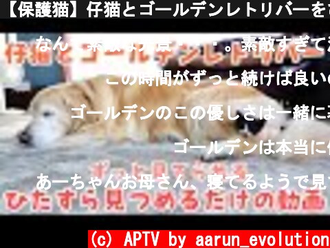 【保護猫】仔猫とゴールデンレトリバーをひたすら見つめるだけの動画  (c) APTV by aarun_evolution