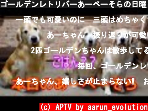 ゴールデンレトリバーあーペーそらの日曜日  (c) APTV by aarun_evolution