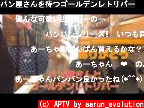 パン屋さんを待つゴールデンレトリバー  (c) APTV by aarun_evolution