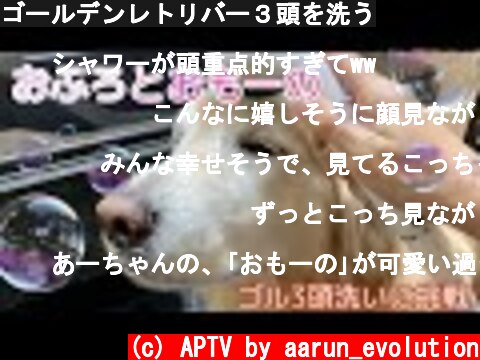 ゴールデンレトリバー３頭を洗う  (c) APTV by aarun_evolution