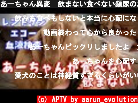 あーちゃん異変　飲まない食べない頻尿の為再び病院へ  (c) APTV by aarun_evolution