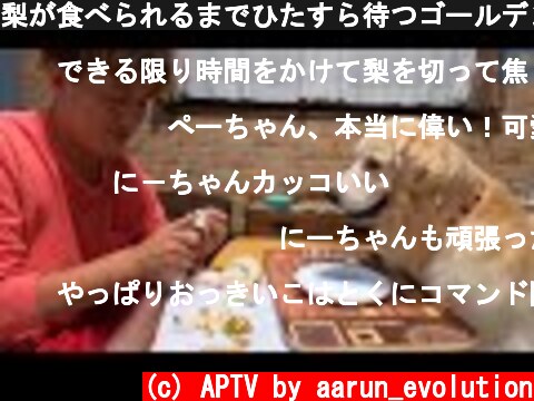 梨が食べられるまでひたすら待つゴールデンレトリバー  (c) APTV by aarun_evolution