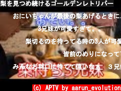 梨を見つめ続けるゴールデンレトリバー  (c) APTV by aarun_evolution