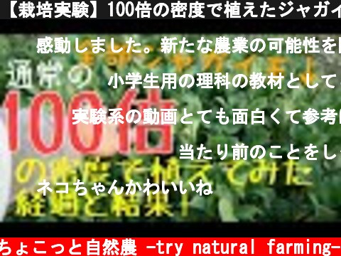 【栽培実験】100倍の密度で植えたジャガイモの経過と結果！2019年7月16日  (c) ちょこっと自然農 -try natural farming-