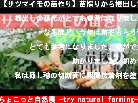 【サツマイモの苗作り】苗採りから根出しまで:2019年5月15日有機農法  (c) ちょこっと自然農 -try natural farming-
