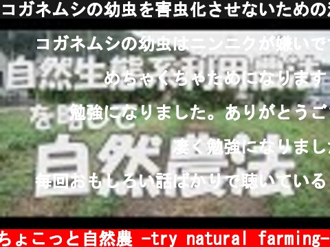 コガネムシの幼虫を害虫化させないための注意点【虫の話】2019年10月8日:自然農法  (c) ちょこっと自然農 -try natural farming-