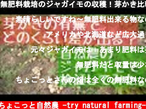無肥料栽培のジャガイモの収穫！芽かき比較実験の結果：2019年6月21日  (c) ちょこっと自然農 -try natural farming-